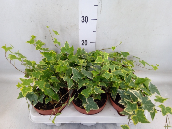 <h4>Hedera helix 'Goldchild'</h4>