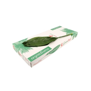 Aspidistra 90cm (groene Doos)