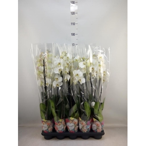 Phalaenopsis   ...white