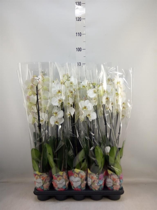 <h4>Phalaenopsis   ...white</h4>