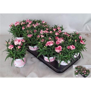 Dian Sprint Pink Pro