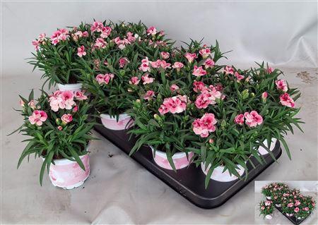 <h4>Dian Sprint Pink Pro</h4>