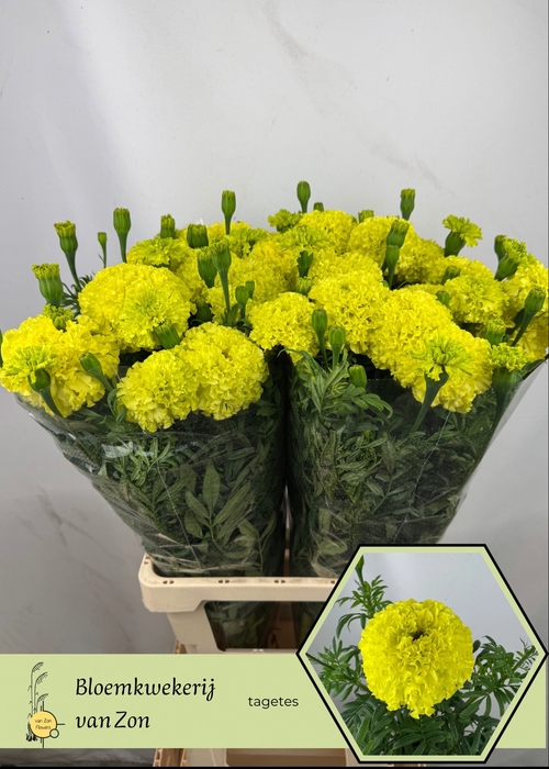 <h4>TAGE E NOS LIMEGREEN</h4>