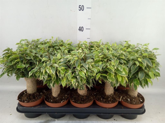 <h4>Ficus benja. 'Kinky'</h4>
