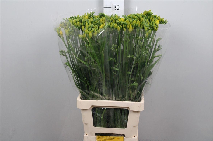 <h4>Fr Du Boulevard</h4>