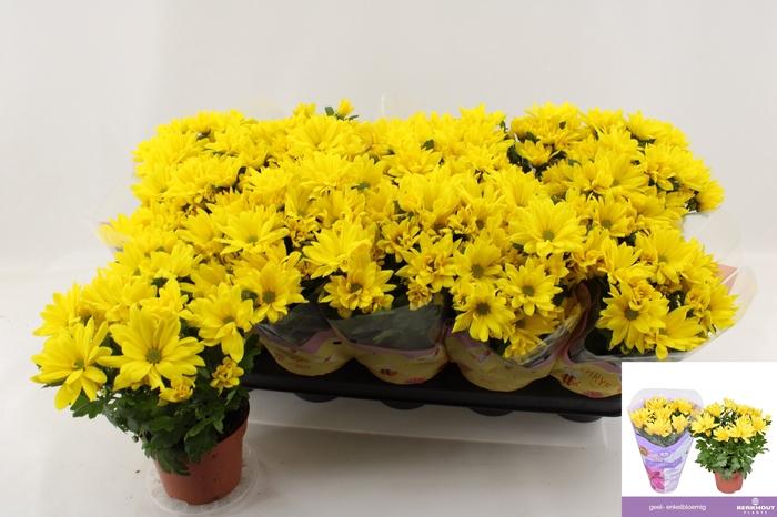 <h4>CHRYS HEAT YELLOW</h4>