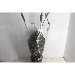 ANTHURIUM CLARINERVIUM P19