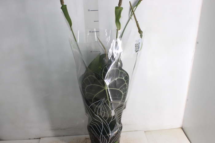 ANTHURIUM CLARINERVIUM P19