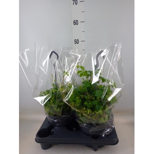 Parthenocissus  'Sugar Vine'