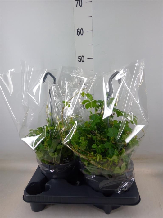 <h4>Parthenocissus  'Sugar Vine'</h4>