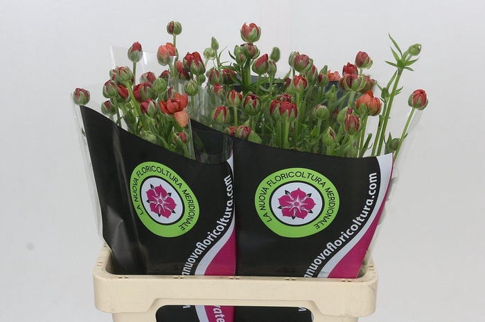 <h4>Ranunculus Moderna Energia</h4>