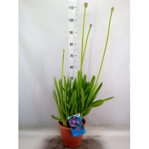 Agapanthus afric.