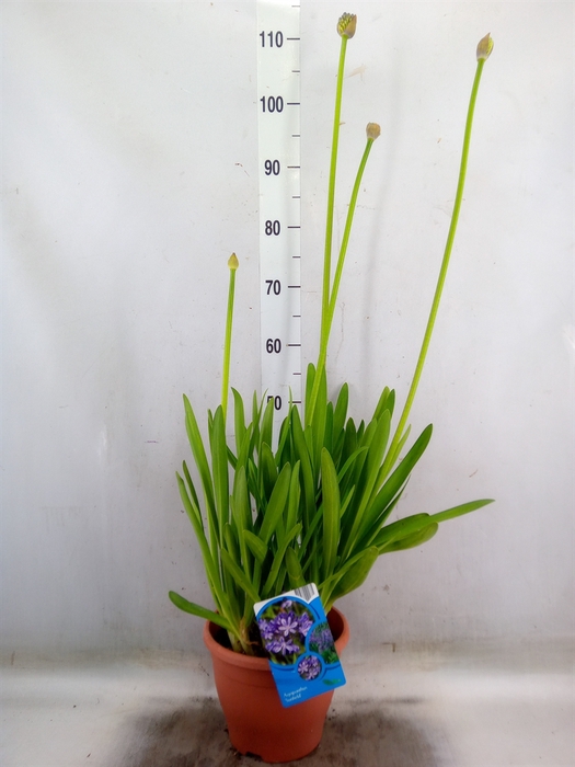 <h4>Agapanthus afric.</h4>