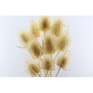 Dried Dipsacus Bleached 50cm Pst