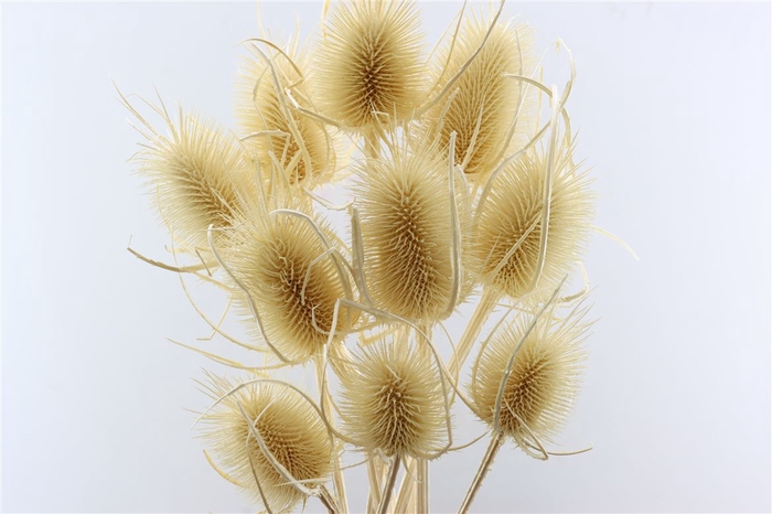 <h4>Dried Dipsacus Bleached 50cm Pst</h4>