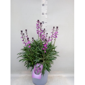 Erysimum  'Super Bowl Mauve'