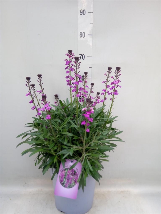 <h4>Erysimum  'Super Bowl Mauve'</h4>