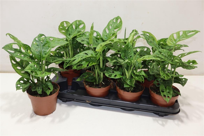 <h4>Monstera Adansonii</h4>