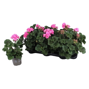 Pelargonium zona. 'ToscaSil Lisa'