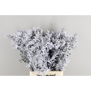 Df Ruscus 70cm Bs Snow