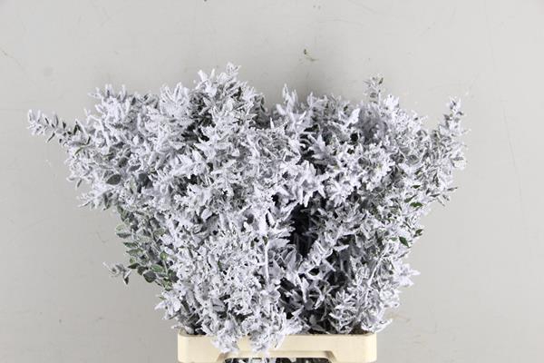 <h4>Df Ruscus 70cm Bs Snow</h4>