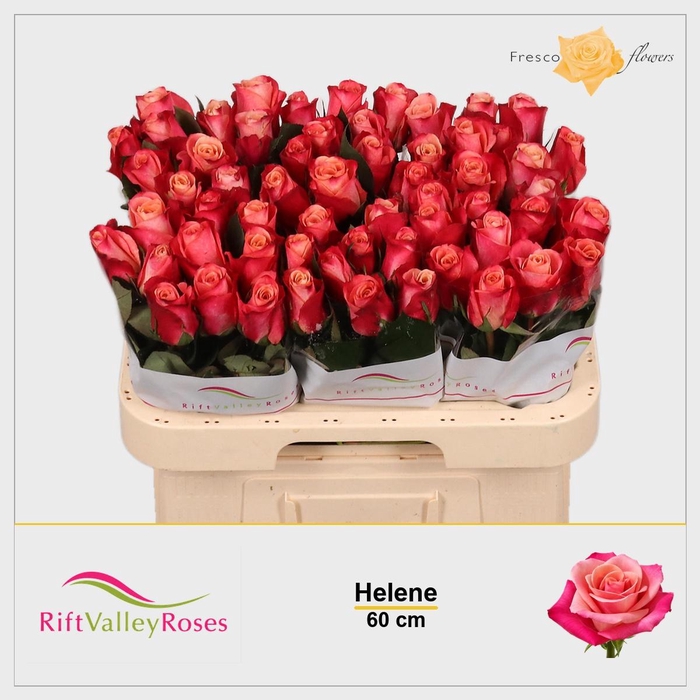 <h4>R GR HELENE</h4>