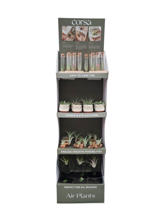 <h4>Tillandsia Display Arrangementen</h4>
