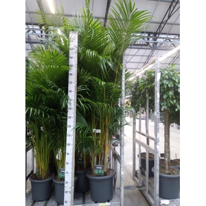 Dypsis lutescens   ...Chrysalidoca