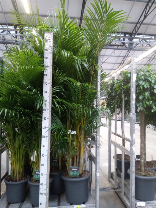 <h4>Dypsis lutescens   ...Chrysalidoca</h4>