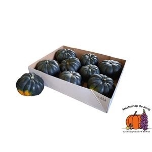 <h4>CUCURBITA MO HAYATO</h4>