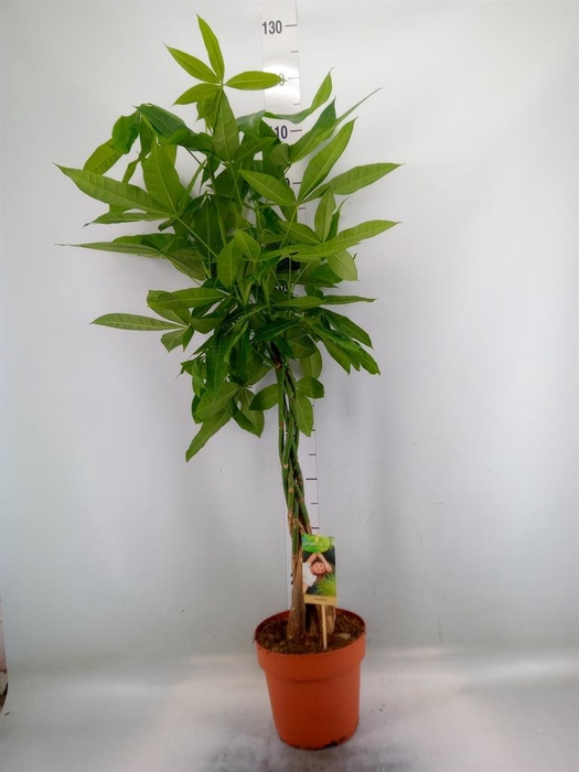 <h4>Pachira aquatica</h4>