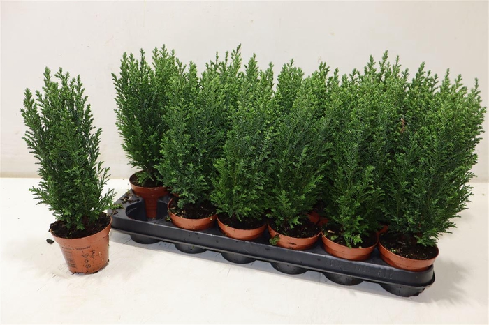 <h4>Cham L Ellwoodii</h4>