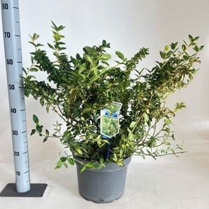 EUONYMUS FO BLONDY
