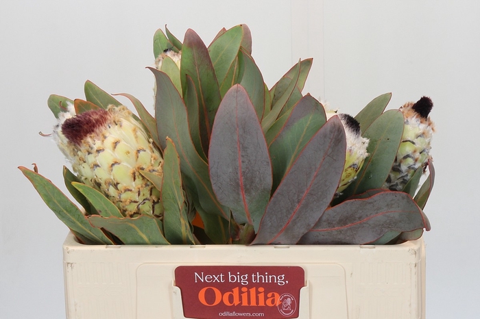 <h4>Protea Barbigera Ice Queen</h4>