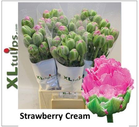 <h4>Tu Fr Du Strawberry Cream Extra</h4>