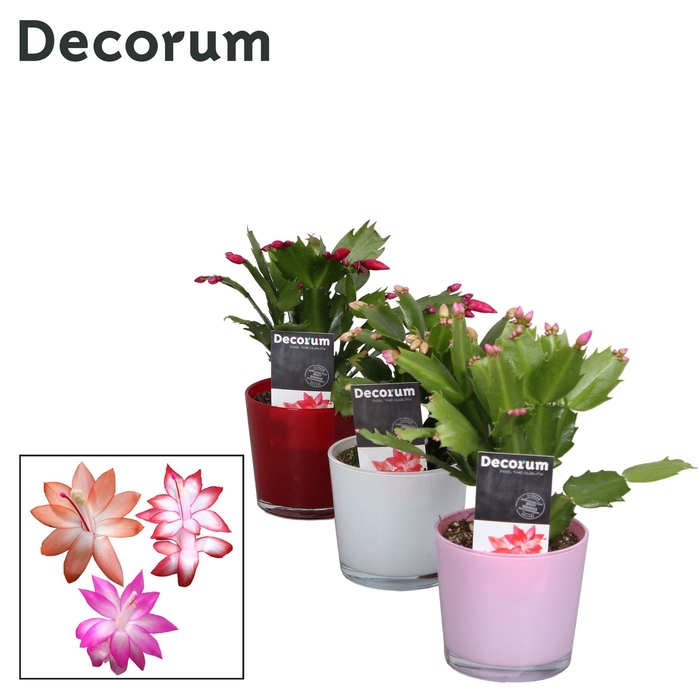 <h4>Schlumbergera - 9 cm - Valentine's Glaspot Nashville mix - Decor</h4>