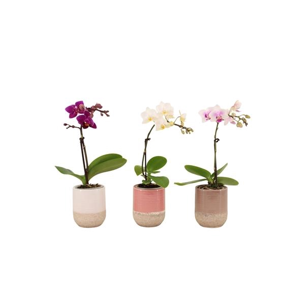 <h4>Becca Mix Tiny Dolls Mix 1T7+ Aqu@</h4>