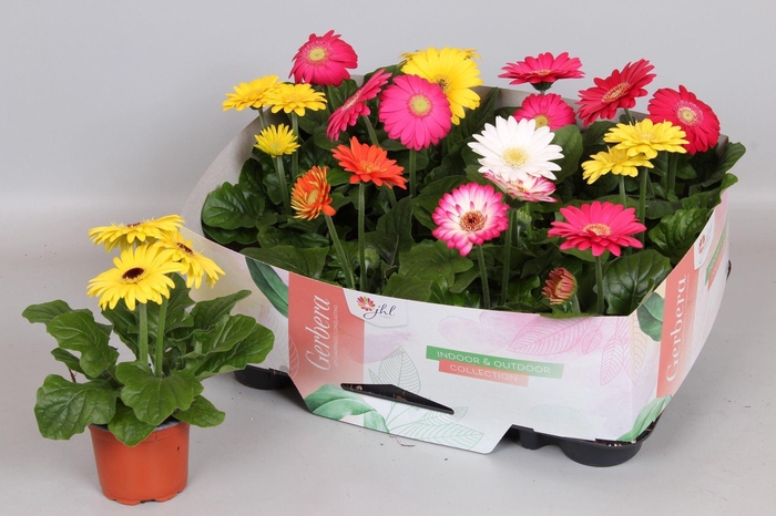 <h4>Gerbera Open Air</h4>