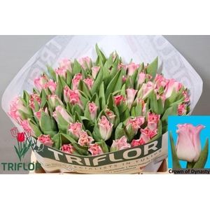 TU CO CROWN  DYNASTY