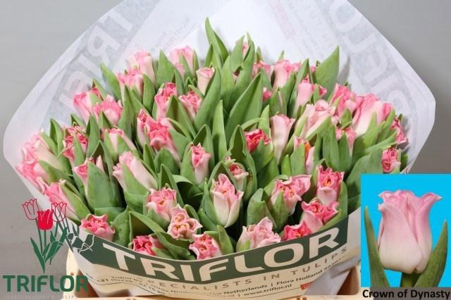 <h4>TU CO CROWN  DYNASTY</h4>