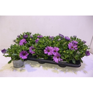 arr8 Osteo Fp Purple Blue