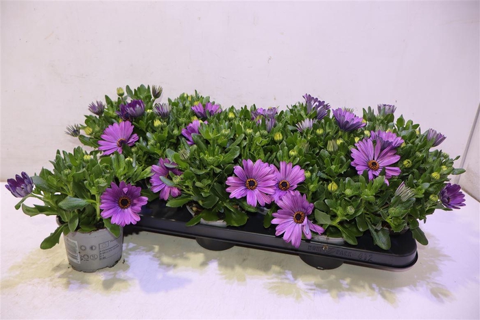 <h4>arr8 Osteo Fp Purple Blue</h4>