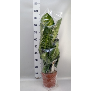 Dieffenbachia seg. 'Maroba'