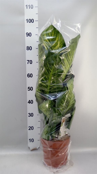 <h4>Dieffenbachia seg. 'Maroba'</h4>
