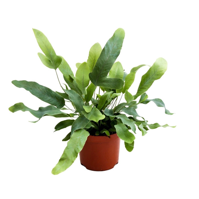 <h4>Phlebodium Blue Star</h4>