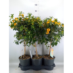 Lantana camara   ...
