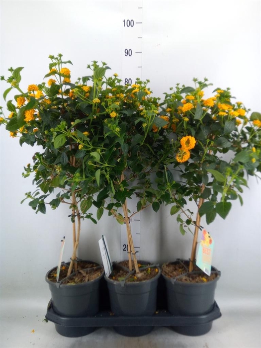 <h4>Lantana camara   ...</h4>