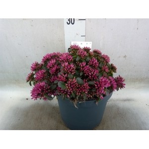 Sedum spurium 'Spot on deep Rose'