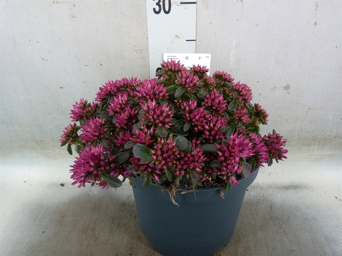 <h4>Sedum spurium 'Spot on deep Rose'</h4>