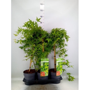 Acer palmatum